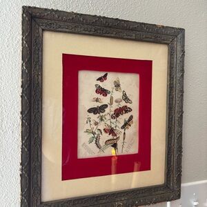 Antique framed 1875 Group of British Moths by Samuel Walker & Company